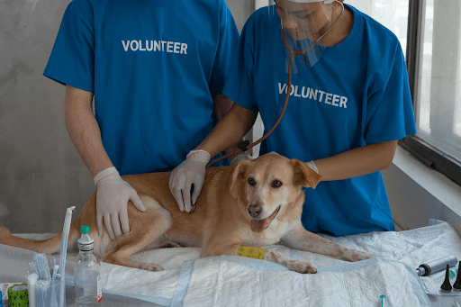 How Veterinary Marketing Services Help Clinics Stand Out in a Competitive Animal Care Market