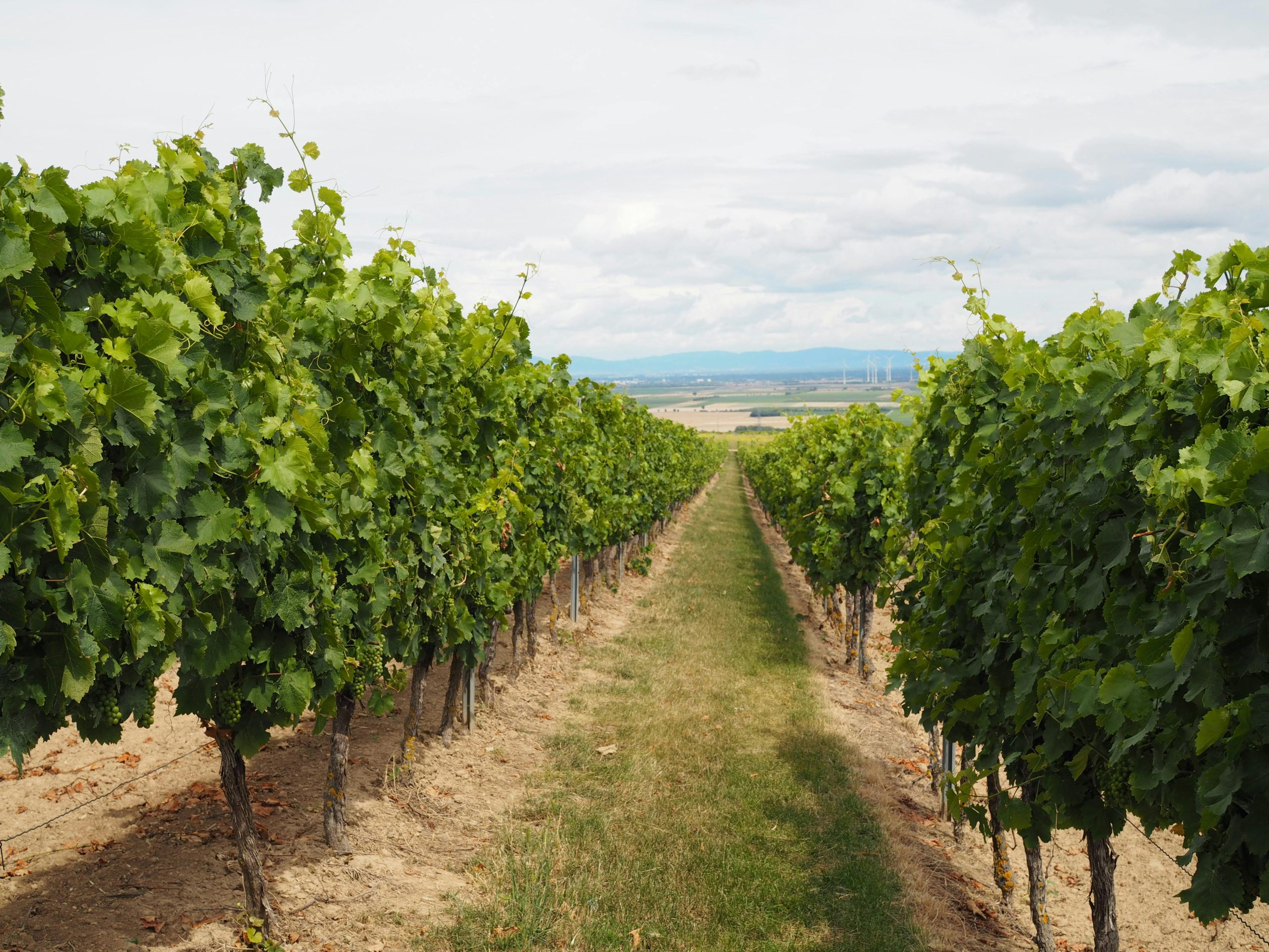 Join the Silt Family Through Our Winery Membership