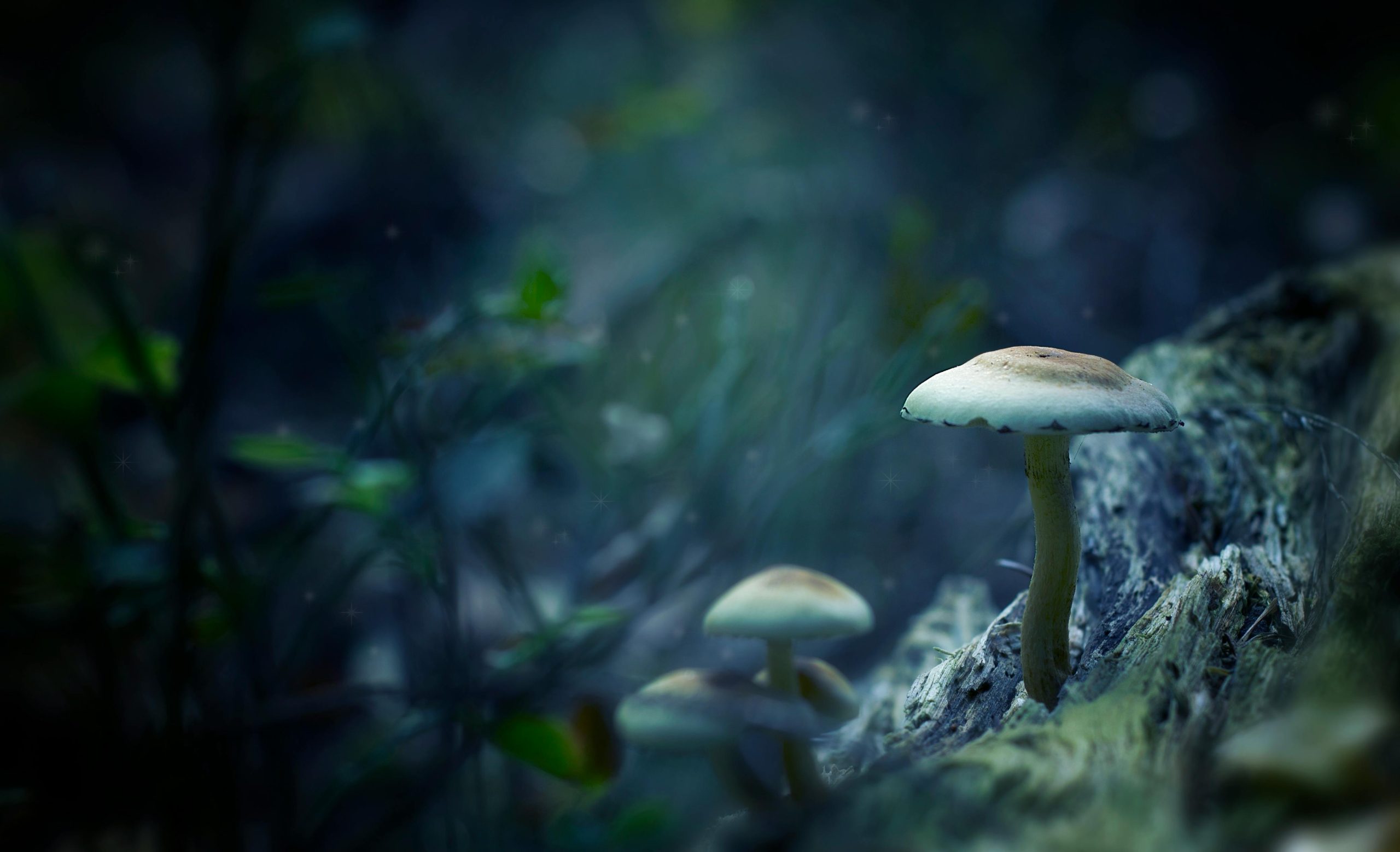 RESPONSIBLE MUSHROOM FORAGING: BEGINNER SAFETY GUIDE