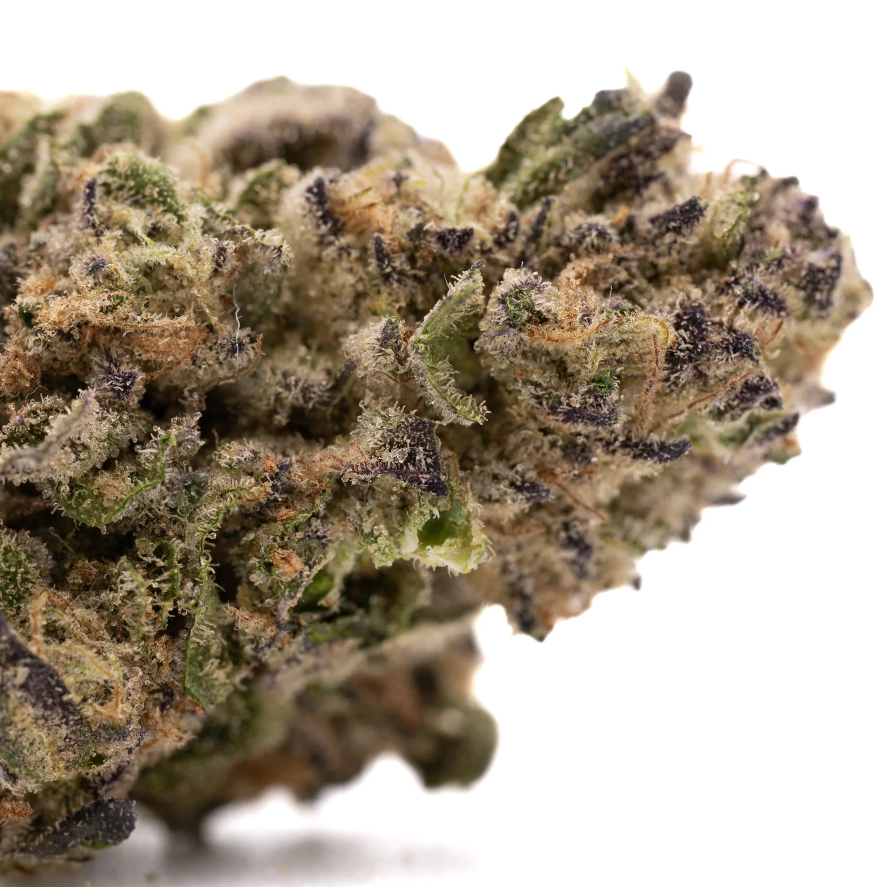 Miami runtz strain: Effects, Flavor Profile, and Potency Guide